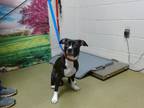 Adopt A533907 a Staffordshire Bull Terrier