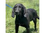 Adopt Raisin a Black Labrador Retriever