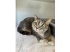 Adopt Tyra a Domestic Medium Hair, Domestic Short Hair