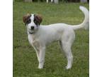 Adopt TILLAMOOK a Great Pyrenees, Anatolian Shepherd