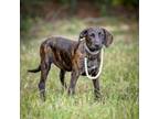 Adopt Reba McIntire a Hound