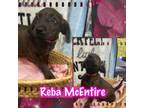 Adopt Reba McIntire a Hound