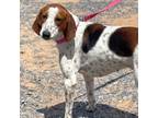 Adopt Magnolia Mae a English Coonhound