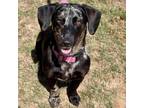 Adopt Lottie a Dachshund