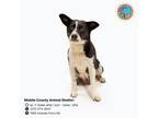 Adopt DUSTY ROSE a Australian Cattle Dog / Blue Heeler, Mixed Breed