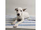 Adopt Mrs. Puff a Cattle Dog, Mixed Breed