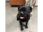 Adopt Nicki a Pug