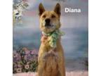 Adopt Diana a Shepherd
