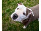 Adopt DANDELION* a Pit Bull Terrier, Mixed Breed