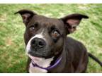 Adopt TATER TOT a Pit Bull Terrier