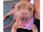 Adopt AMAYA a Pit Bull Terrier