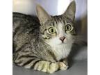 Adopt Champagne a Domestic Short Hair