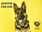 Adopt CHA CHA a German Shepherd Dog