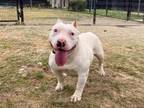 Adopt BIRDIE a Staffordshire Bull Terrier