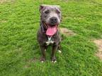 Adopt GIANI a Pit Bull Terrier