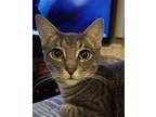 Adopt Lita Ford bonded with Joan Jett a Domestic Short Hair