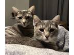 Adopt Joan Jett and Lita Ford (Bonded Sisters) a Domestic Short Hair