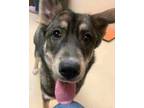Adopt Tippy-Taps a Husky, Mixed Breed
