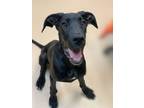 Adopt Sunny a Great Dane, Mixed Breed