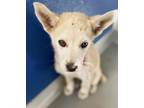 Adopt A237579 a Husky, Mixed Breed