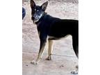 Adopt MARY a German Shepherd Dog, Mixed Breed