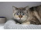 Adopt Reba a Domestic Long Hair