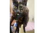 Adopt ZELDA a Domestic Short Hair