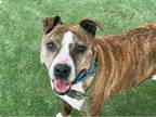 Adopt BRANDY a Pit Bull Terrier, Mixed Breed