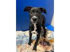 Adopt Toadette a Pit Bull Terrier