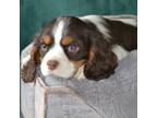 Cavalier King Charles Spaniel Puppy for sale in Kalona, IA, USA