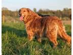 Adopt Phoebe a Golden Retriever