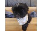 Shih Tzu Puppy for sale in Pawtucket, RI, USA