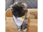Shih Tzu Puppy for sale in Pawtucket, RI, USA