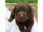 Labrador Retriever Puppy for sale in Williamsburg, MO, USA