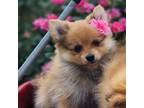 Pomeranian Puppy for sale in Humboldt, NE, USA