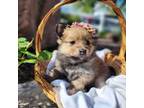 Pomeranian Puppy for sale in Humboldt, NE, USA
