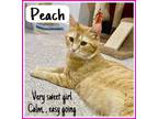Adopt Peach, Willow Grove PS (FCID #04/16/2024-130) a Tabby