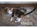 Adopt Maisie (FCID# 04/08/2024 - 57 Trainer) a Calico, Tabby