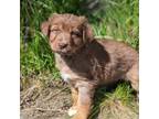 Australian Shepherd Puppy for sale in Bonners Ferry, ID, USA