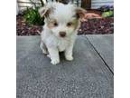 Miniature Australian Shepherd Puppy for sale in Montgomery, IN, USA
