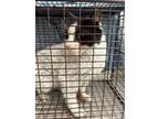 Adopt CENO a Domestic Short Hair