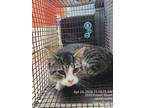 Adopt WILMA a Domestic Short Hair