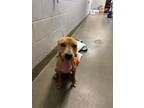 Adopt GABBY a Mixed Breed