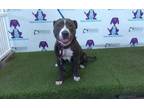 Adopt CHICKPEA a Pit Bull Terrier, Mixed Breed