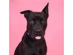 Adopt Sandra a Black Labrador Retriever