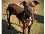 Adopt MAIZE a Boxer, Mixed Breed