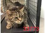 Adopt Peachie a Domestic Short Hair