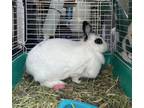 Adopt SNOWY a Bunny Rabbit