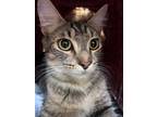 Adopt PHOEBE a Domestic Medium Hair