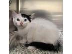 Adopt Bess a Domestic Short Hair